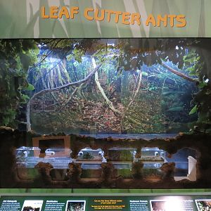 Hall of Entomology - Leafcutter Ant Exhibit