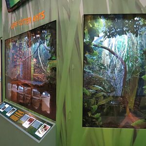 Hall of Entomology - Leafcutter Ant Exhibit