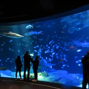 Sharks!  Atlantic Ocean Tank