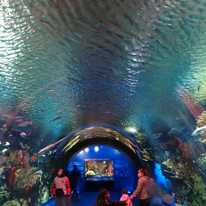 Sharks! Tunnel