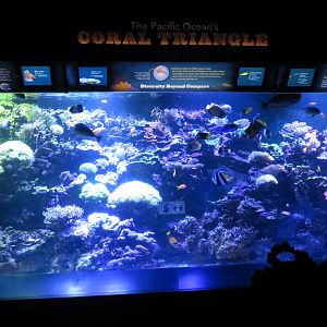 Conservation Hall Tank