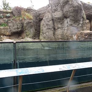Sea Otter Exhibit