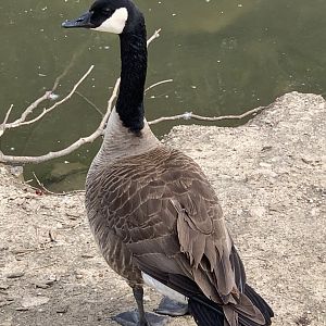 Canada Goose (Branta canadensis)