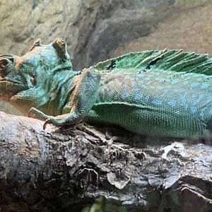 Plumed Basilisk (Basiliscus plumifrons)