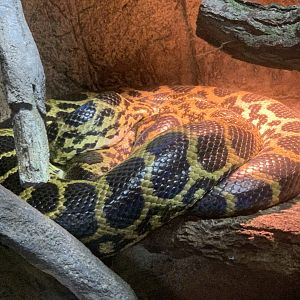 Yellow Anaconda (Eunectes notaeus)