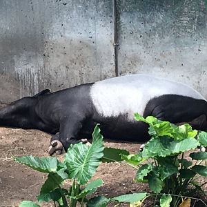 Malayan Tapir (Acrocodia indica)