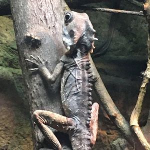 Boyd’s Forest Dragon (Lophosaurus boydii)