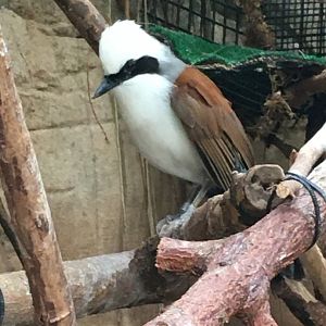 White-Crested Laughingthrush (Garrulax leucolophus)