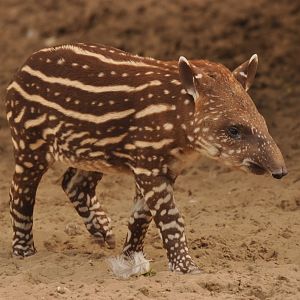 Brazilian tapir (Tapirus terrestris)