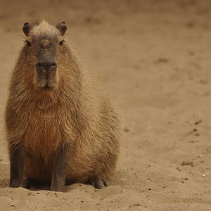 Capybara (Hydrochaerus hydrochaeris)