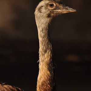 Greater rhea (Rhea americana)