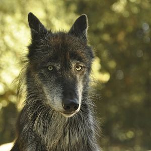 Northwestern wolf (Canis lupus occidentalis)