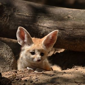 Fennec (Vulpes zerda)