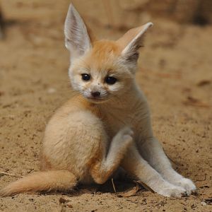 Fennec (Vulpes zerda)