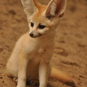 Fennec (Vulpes zerda)