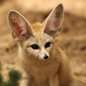 Fennec (Vulpes zerda)