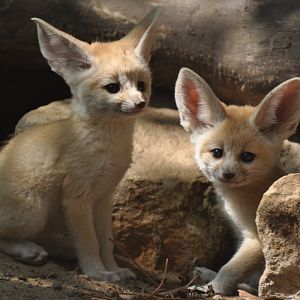 Fennec (Vulpes zerda)