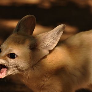Fennec (Vulpes zerda)