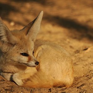Fennec (Vulpes zerda)