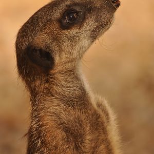 Meerkat (Suricata suricatta)