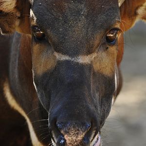 Eastern bongo (Tragelaphus eurycerus isaaci)