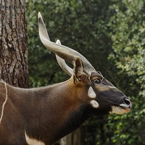 Eastern bongo (Tragelaphus eurycerus isaaci)