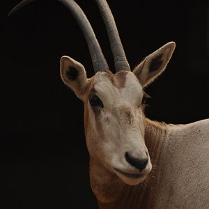 Scimitar oryx (Oryx dammah)
