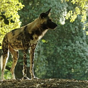 Lycaon (Lycaon pictus)