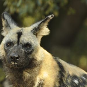 Lycaon (Lycaon pictus)