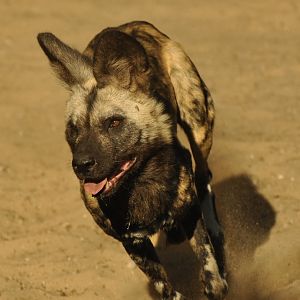 Lycaon (Lycaon pictus)