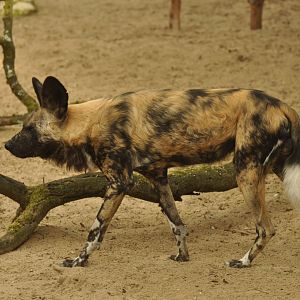 Lycaon (Lycaon pictus)