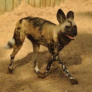 Lycaon (Lycaon pictus)