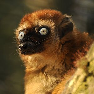 Blue-eyed lemur (Eulemur flavifrons)