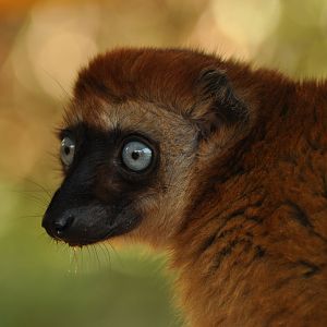 Blue-eyed lemur (Eulemur flavifrons)