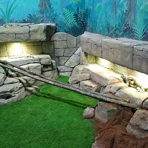 SeaQuest Woodbridge - Green iguanas (right of entrance)