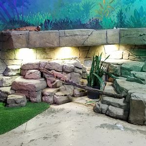 SeaQuest Woodbridge - Green iguanas