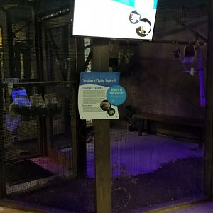 SeaQuest Woodbridge - Southern flying squirrels