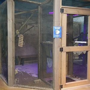 SeaQuest Woodbridge - Southern flying squirrels