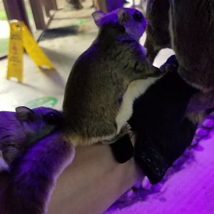 SeaQuest Woodbridge - Southern flying squirrels