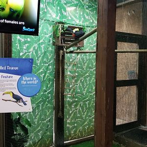 SeaQuest Woodbridge - Toco toucan