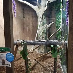 SeaQuest Woodbridge - Prehensile-tailed porcupines, left of budgies