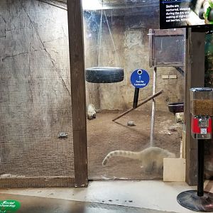 SeaQuest Woodbridge - South american coati