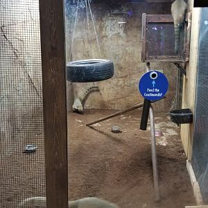 SeaQuest Woodbridge - South american coati