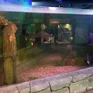 SeaQuest Woodbridge - 1st tank - arapaima, silver arowana, black pacu, catfish, etc