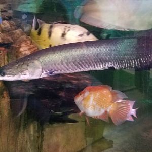 SeaQuest Woodbridge - 1st tank