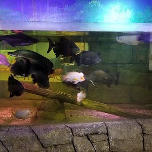 SeaQuest Woodbridge - 1st tank