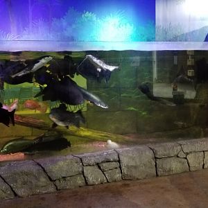 SeaQuest Woodbridge - 1st tank