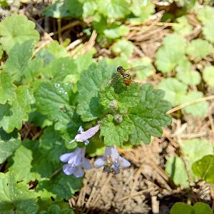 Margined calligrapher (Toxomerus marginatus)