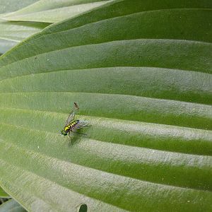 Long Legged Fly