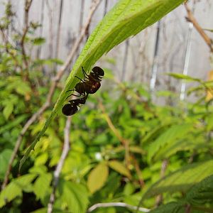 Common picture-winged fly
